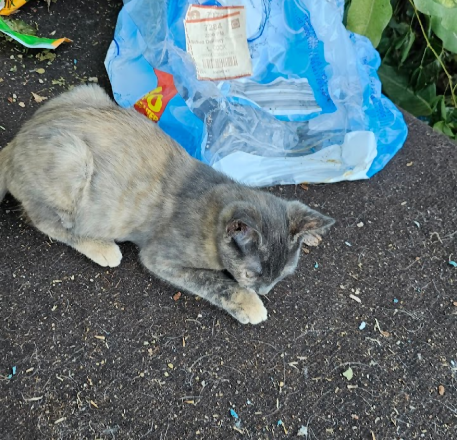 2 month old female kitten