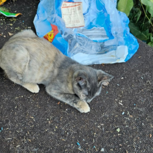 2 month old female kitten