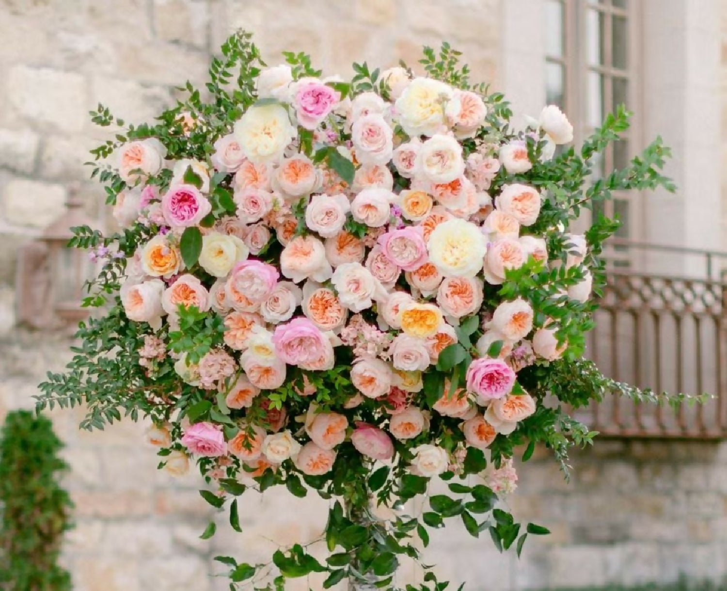Mixed 96 stems (8 dozens) of David Austin Roses - Juliet Constance Keira Beatrice Miranda Edith Effie Eugenie Millicent Hettie etc