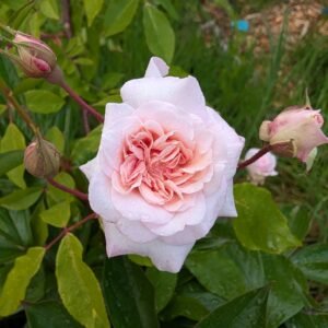 Free few thorn Cecile Brunner climbing rose plant cuttings