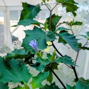 Jimson weed toxic plant