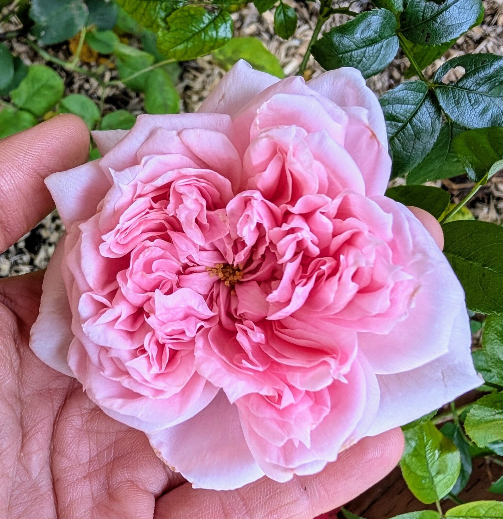 Schone maid (Beautiful girl) garden rose plant large flower bush deciduous shrub - Image 2