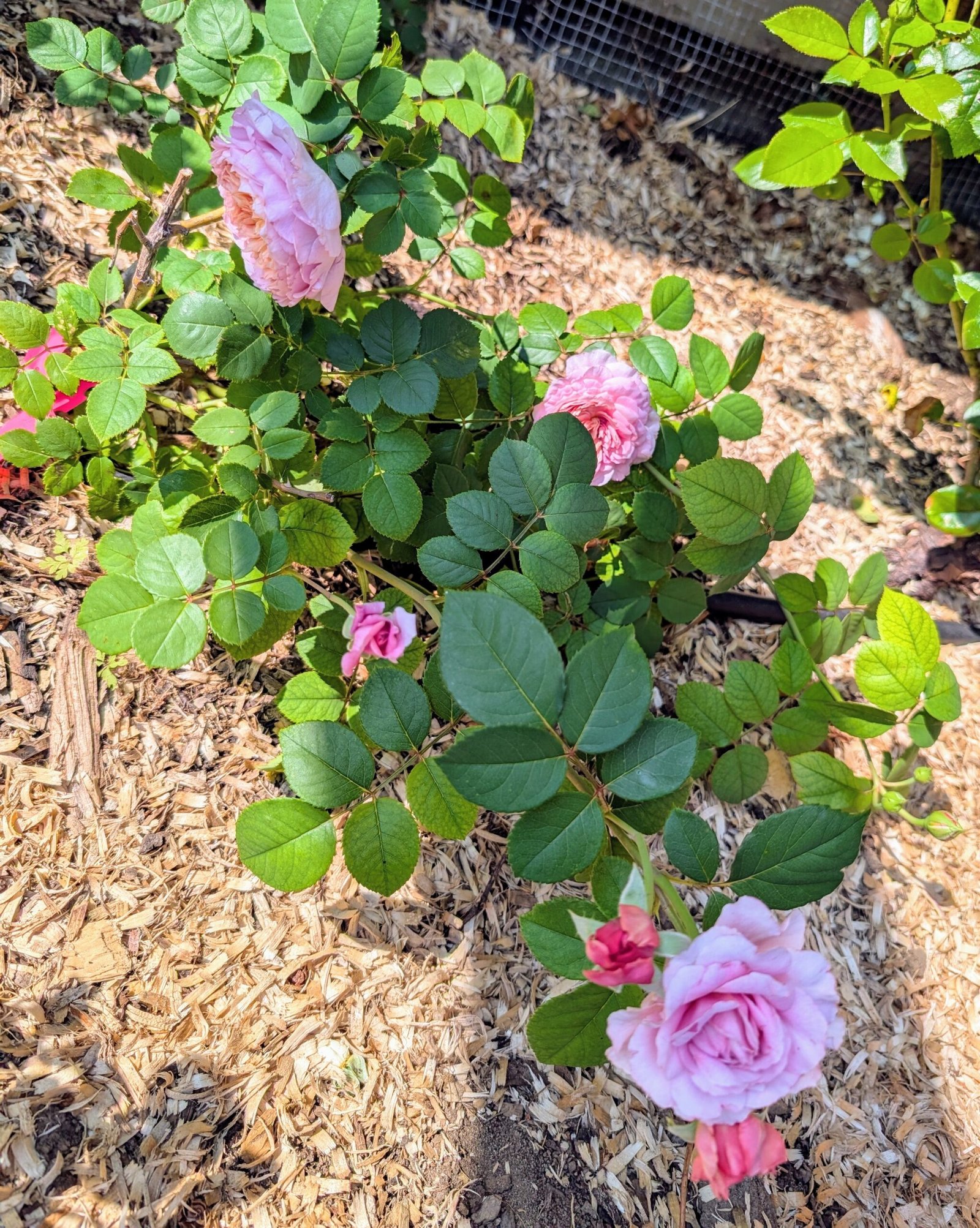Pompadour strong fragrant garden rose plant large flower bush - Image 15