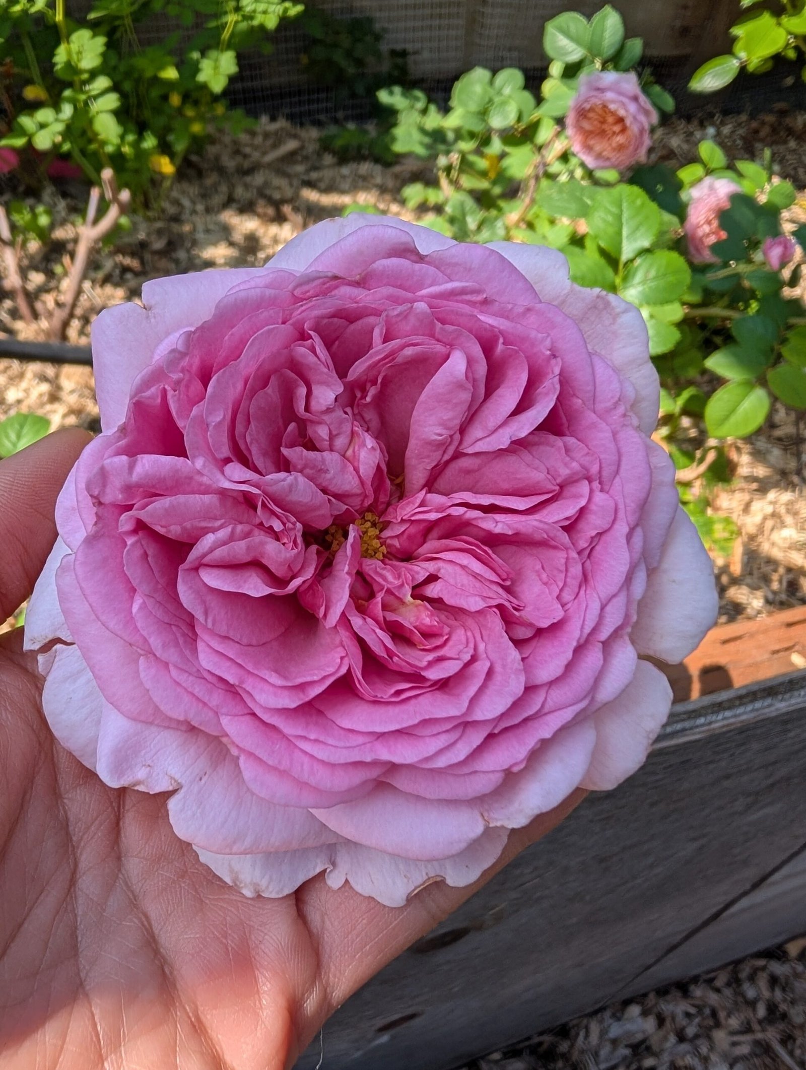 Eisvogel lookalike garden rose plant large flower bush deciduous shrub - Image 3