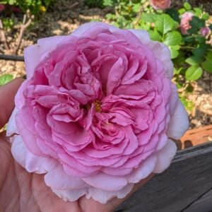 Pompadour strong fragrant garden rose plant large flower bush