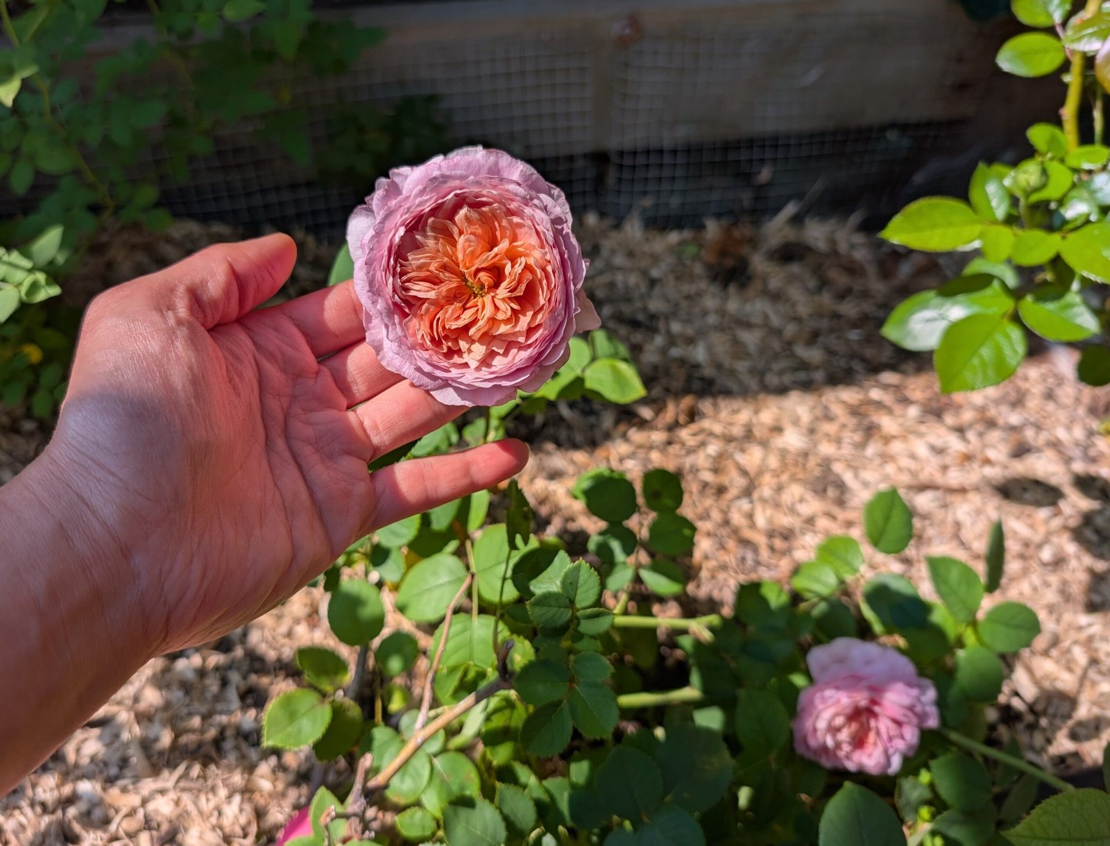 Eisvogel lookalike garden rose plant large flower bush deciduous shrub - Image 7