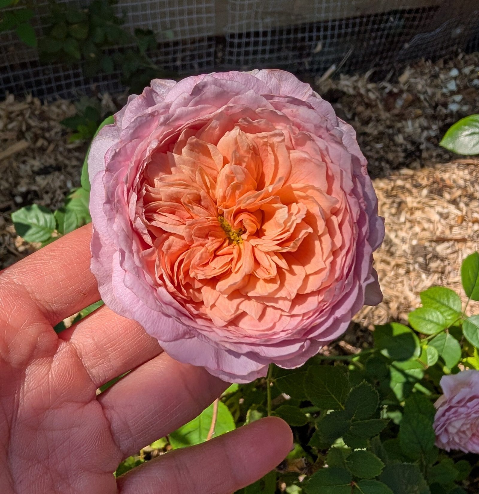 Eisvogel lookalike garden rose plant large flower bush deciduous shrub - Image 4