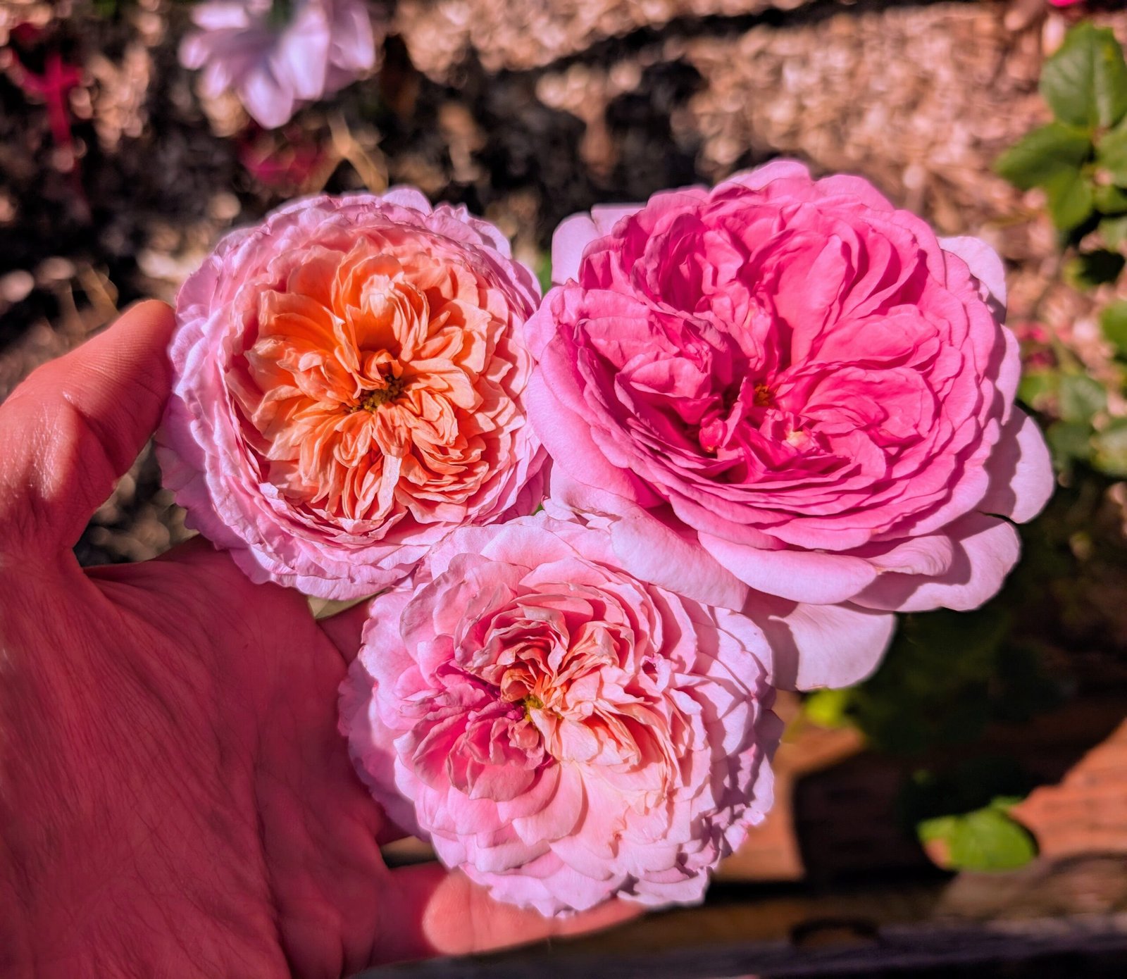 Pompadour strong fragrant garden rose plant large flower bush - Image 2