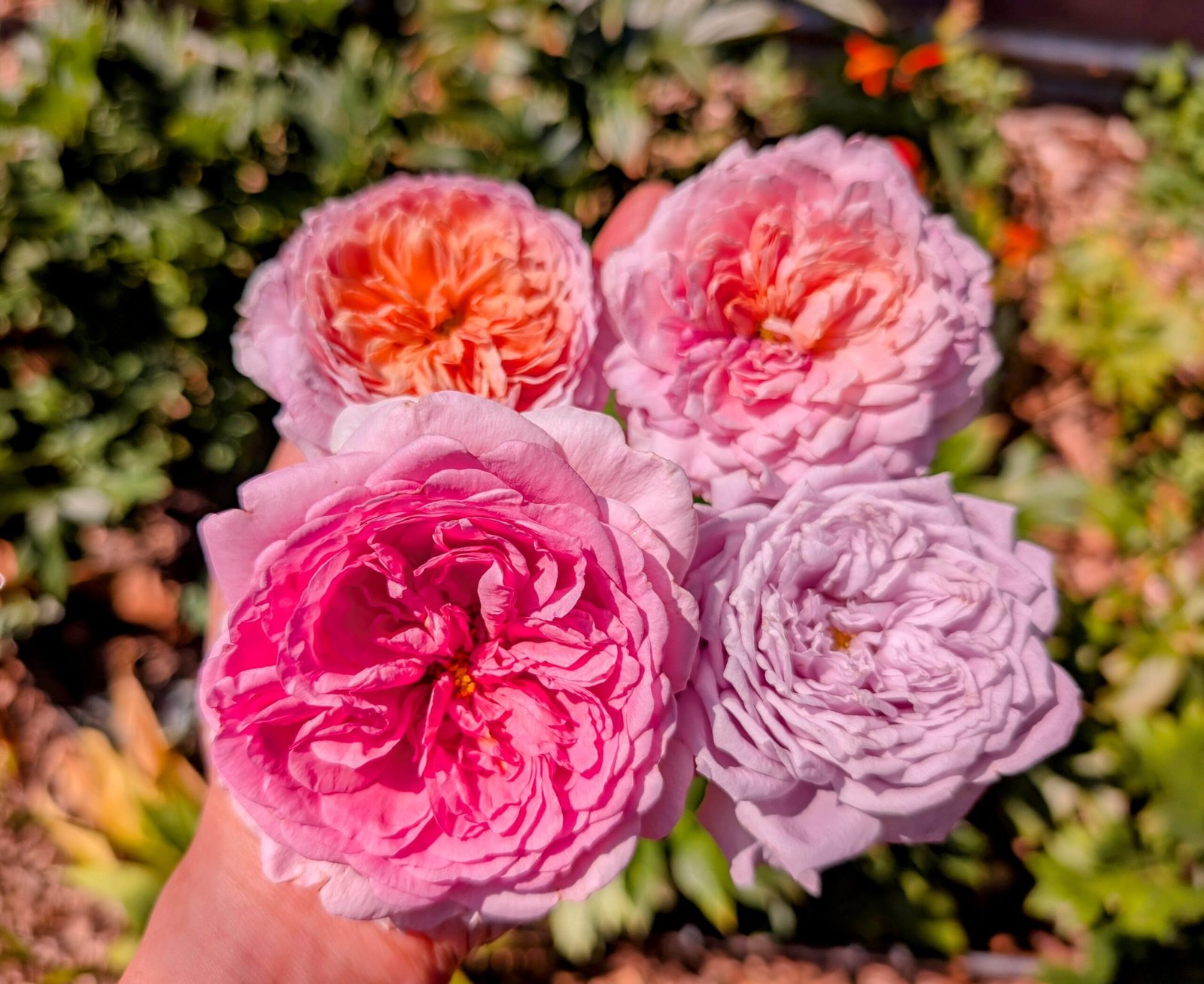 Eisvogel lookalike garden rose plant large flower bush deciduous shrub - Image 10