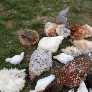 Bantam mixed satin silkie x cochin young pullet chicken