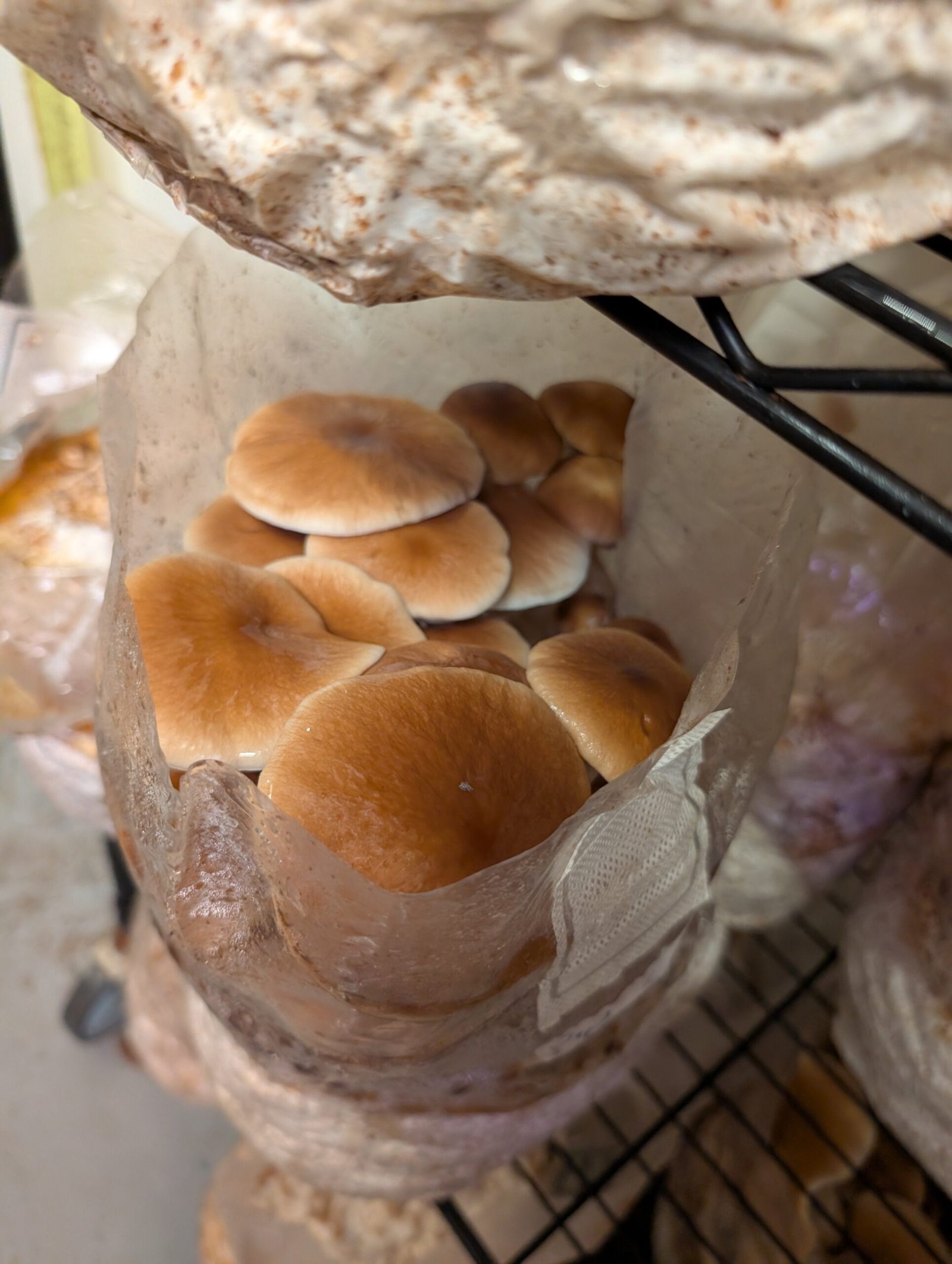 Organic Pioppino 5 lb Mushroom growing kit - Image 6