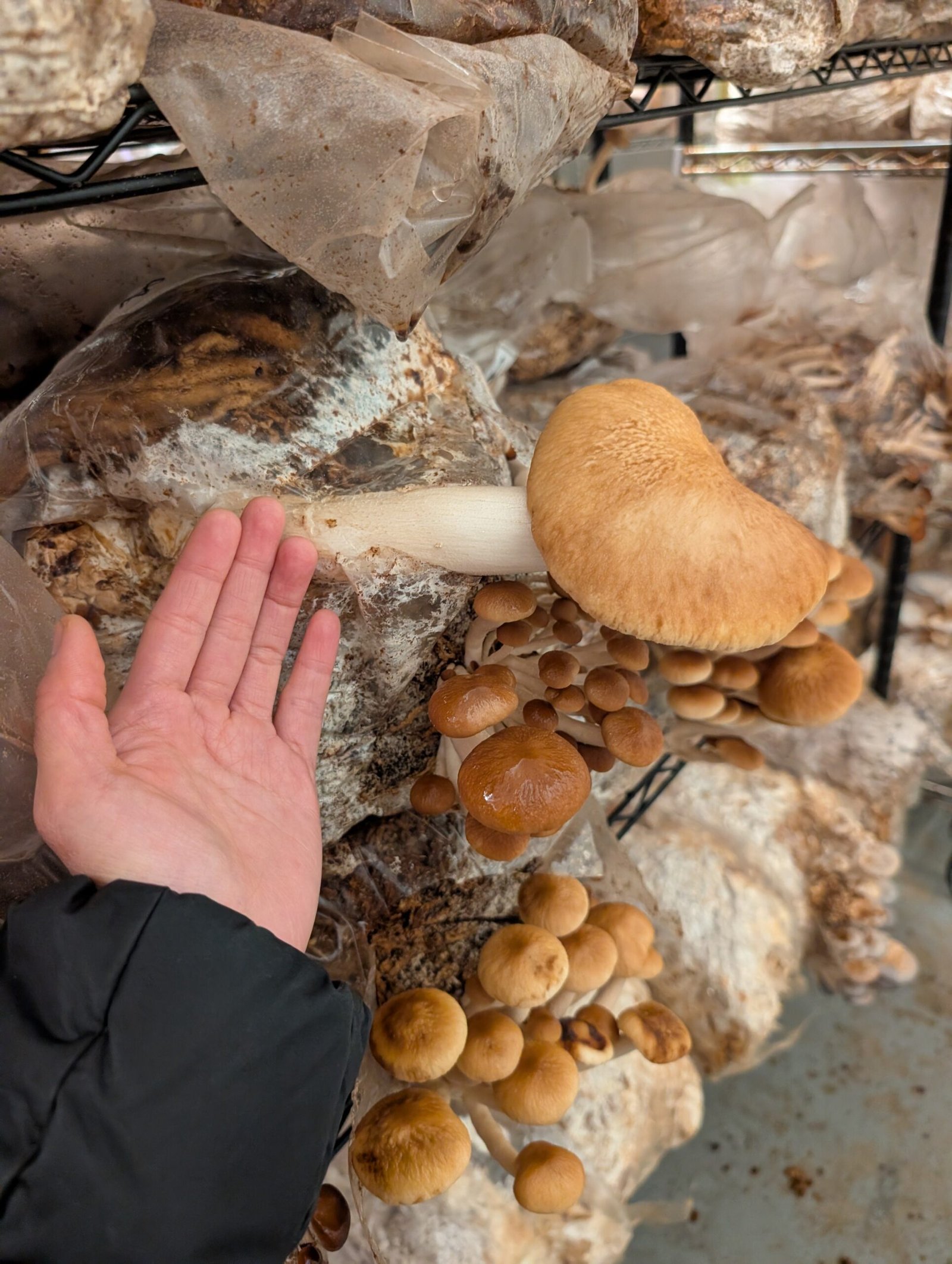 Organic Pioppino 5 lb Mushroom growing kit - Image 4