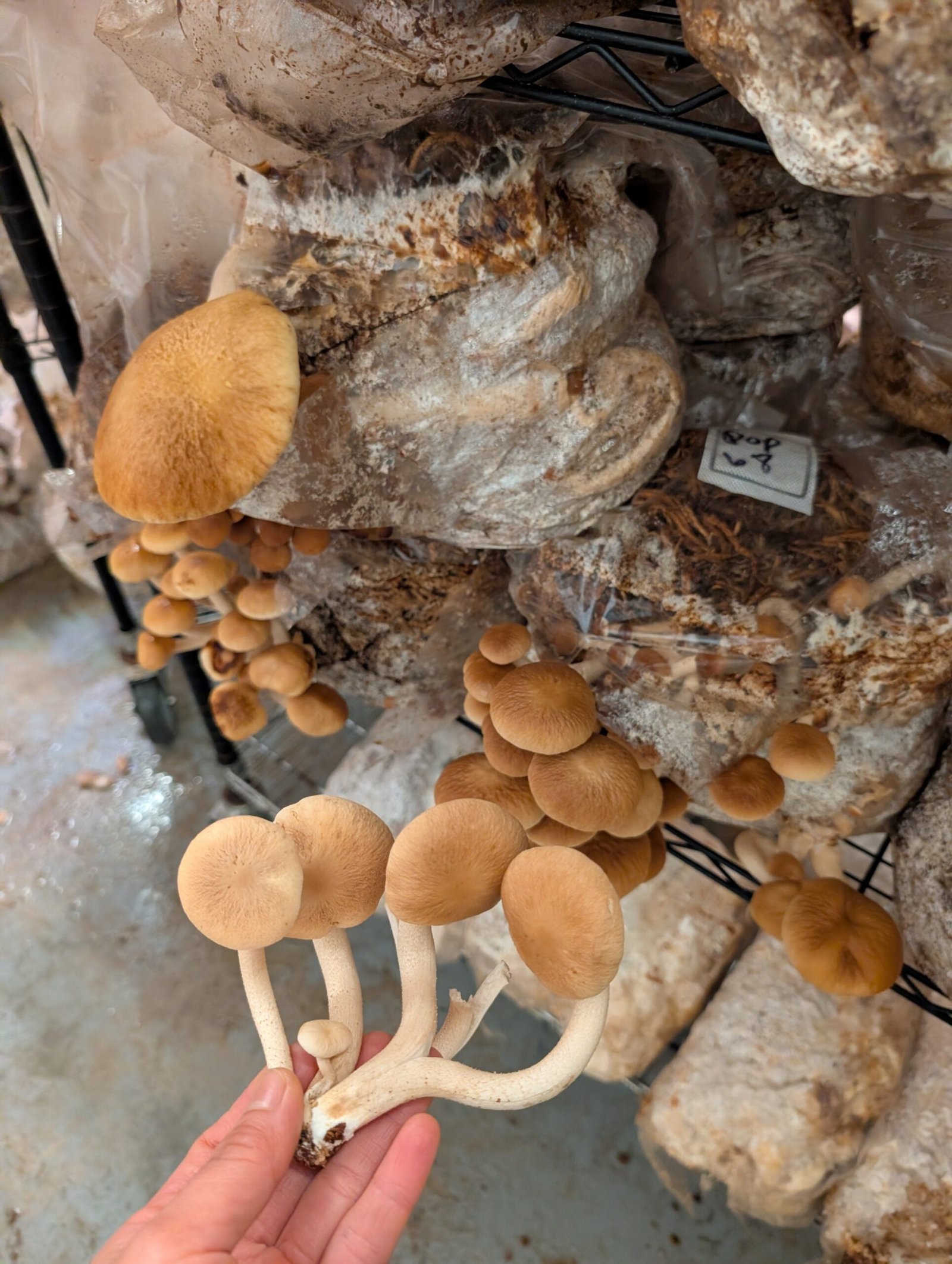 Organic Pioppino 5 lb Mushroom growing kit - Image 5