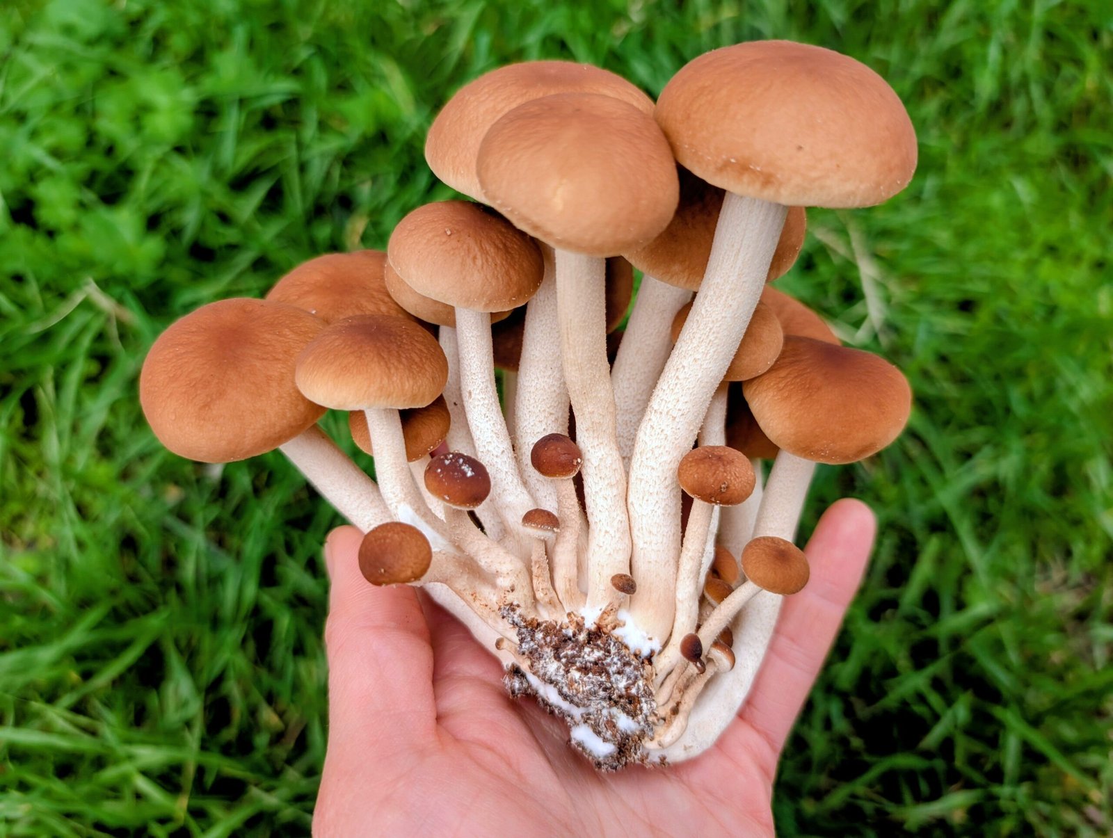 Organic Pioppino 5 lb Mushroom growing kit - Image 2