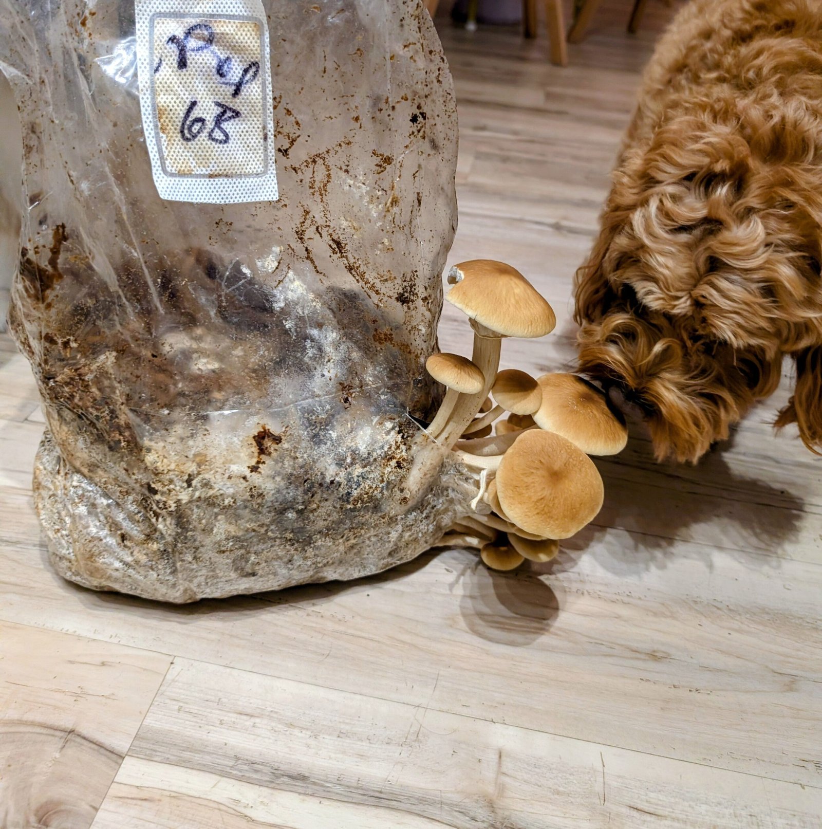 Organic Pioppino 5 lb Mushroom growing kit - Image 7