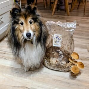 Organic Pioppino 5 lb Mushroom growing kit
