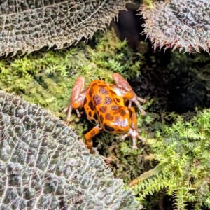 Strawberry poison frog
