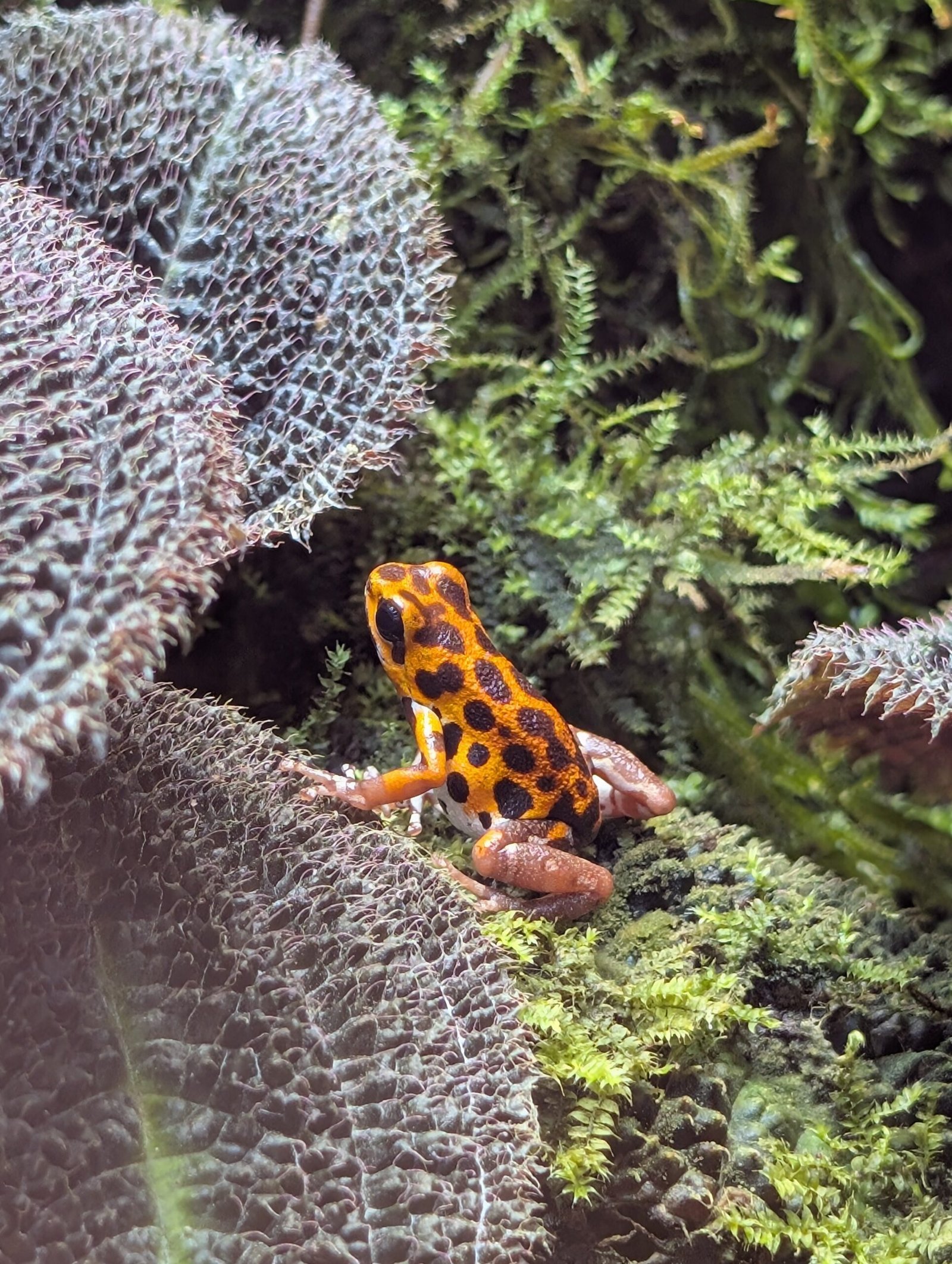 Strawberry poison frog - Image 2