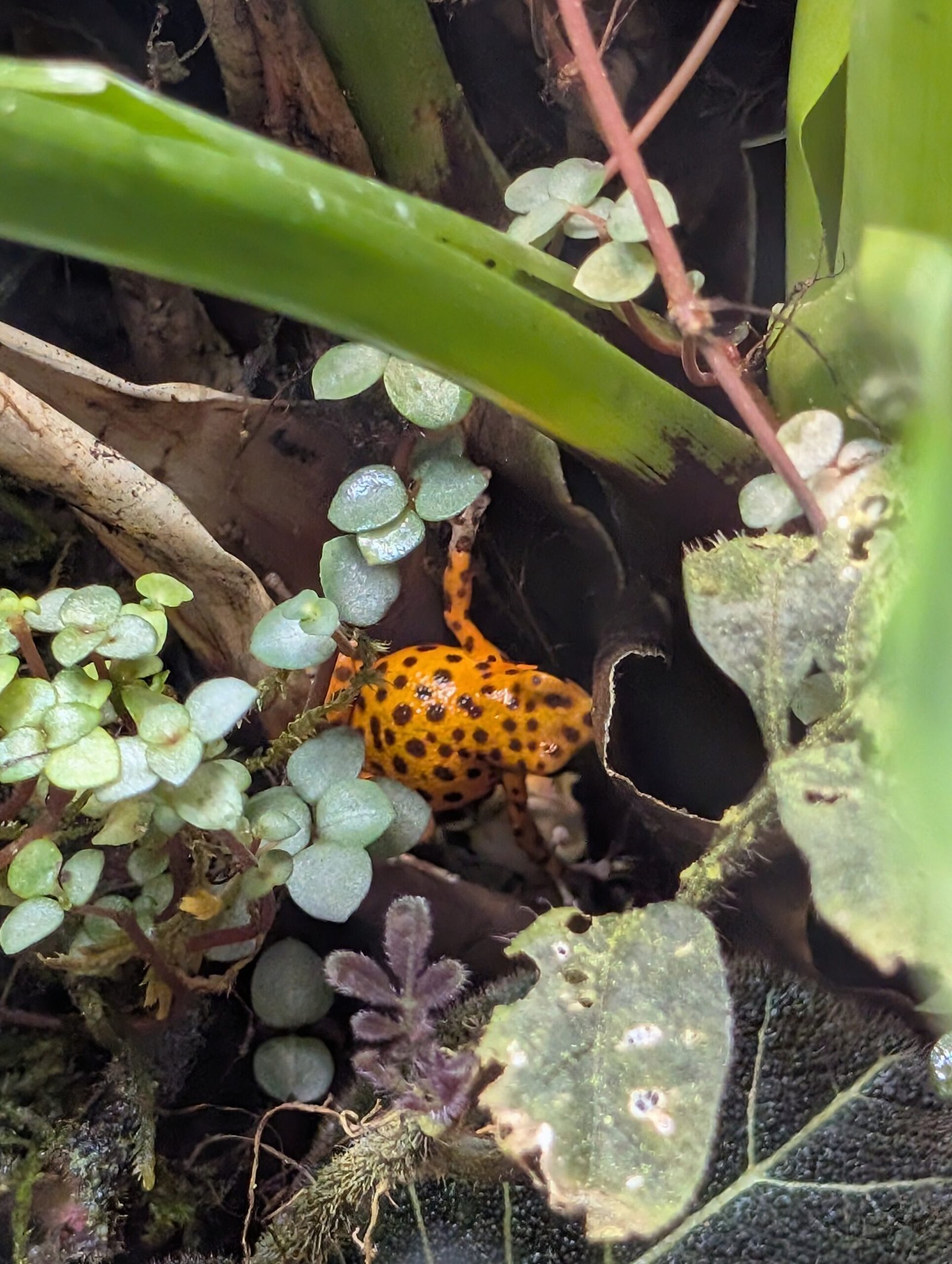 Strawberry poison frog - Image 3