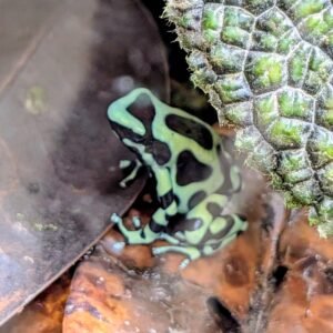 Poison dart frog