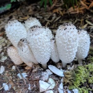 Shaggy mane mushroom spores