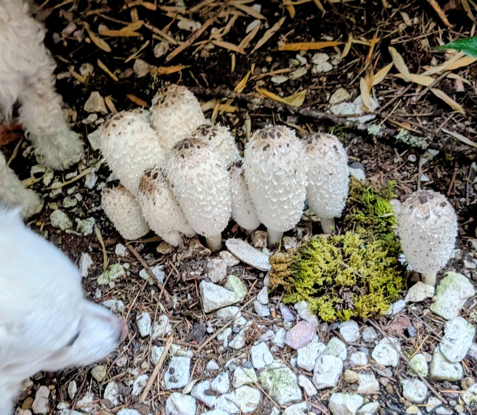 Shaggy mane mushroom spores - Image 3