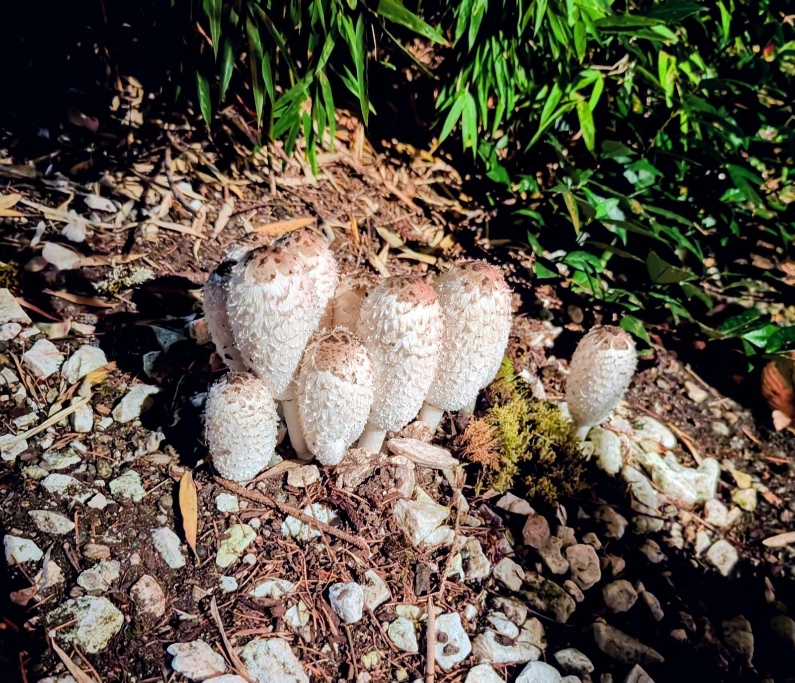 Shaggy mane mushroom spores - Image 5
