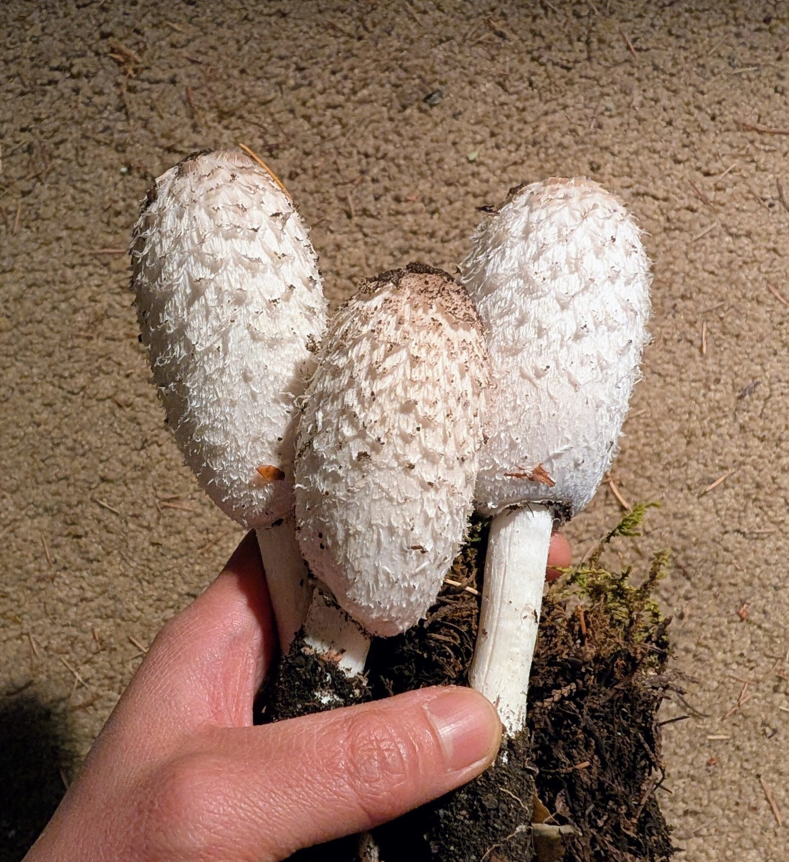 Shaggy mane mushroom spores - Image 6