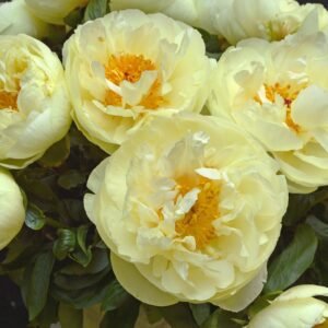 Lemon Chiffon hybrid peony