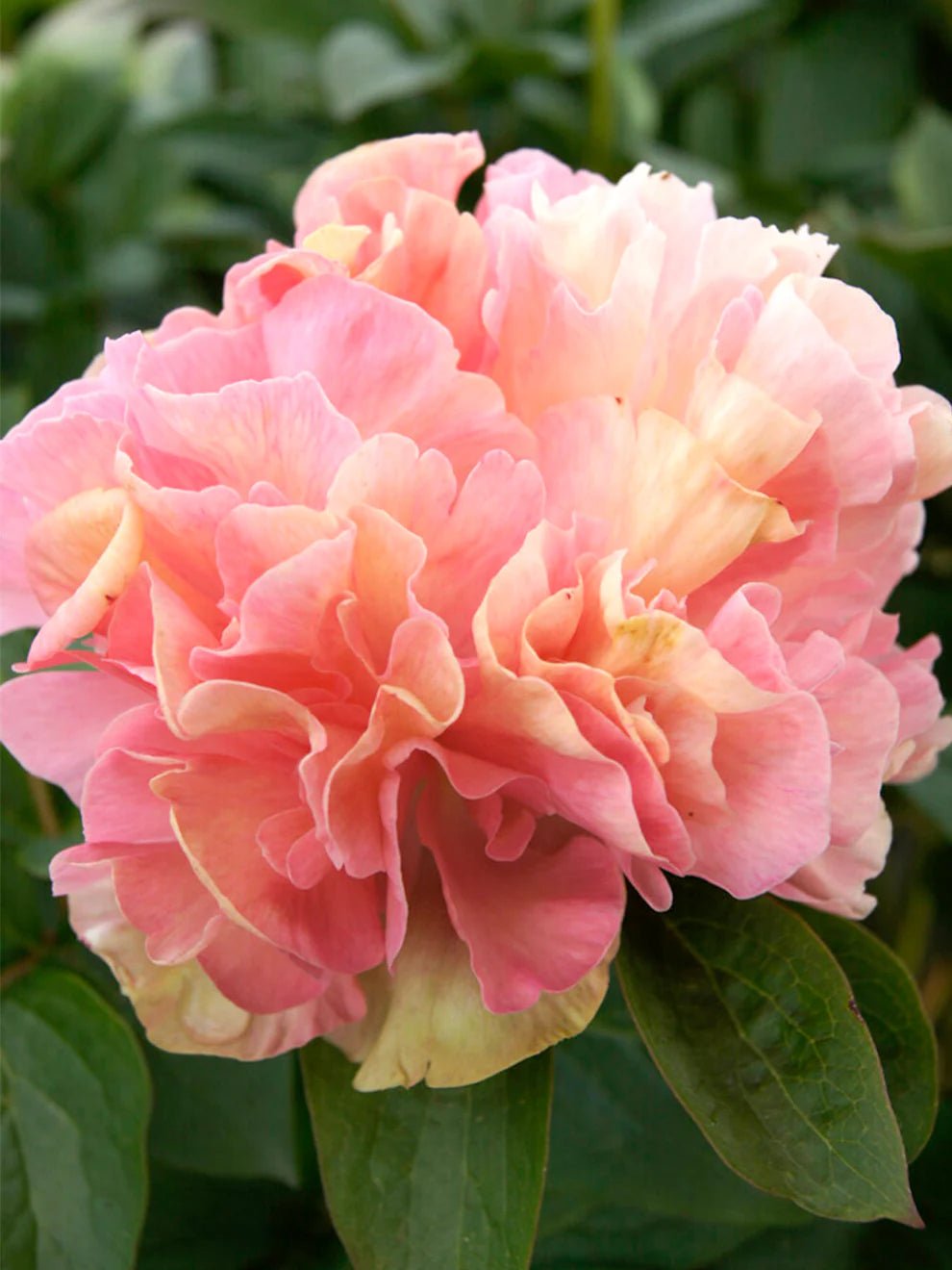 Lois Choice hybrid peony - Image 3