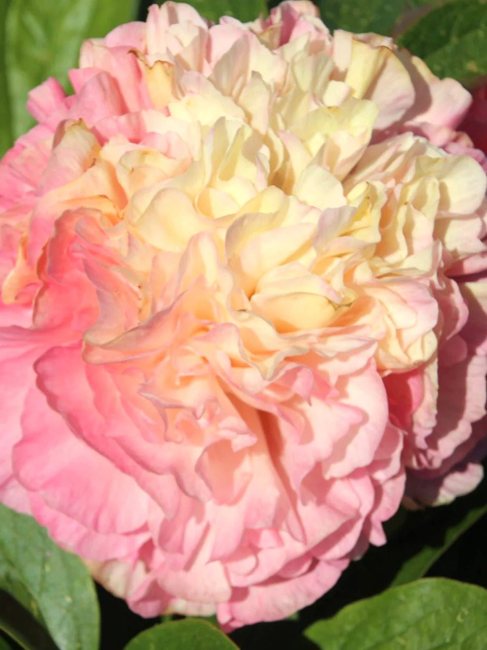 Lois Choice hybrid peony - Image 2