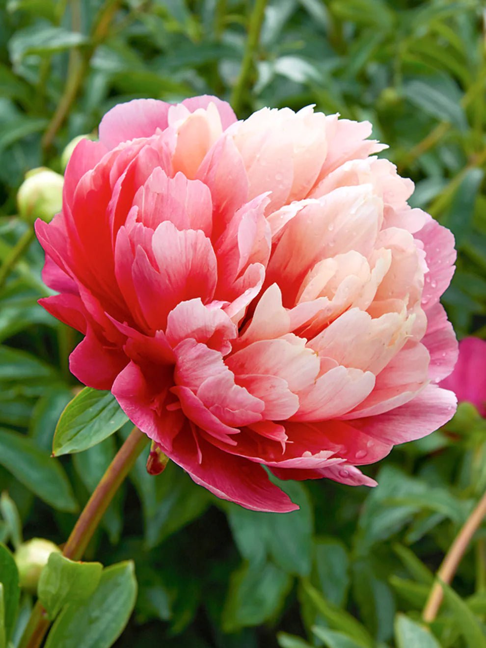Lorelei hybrid peony - Image 3