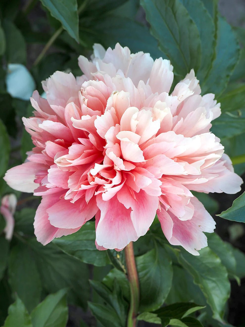 Lorelei hybrid peony - Image 4
