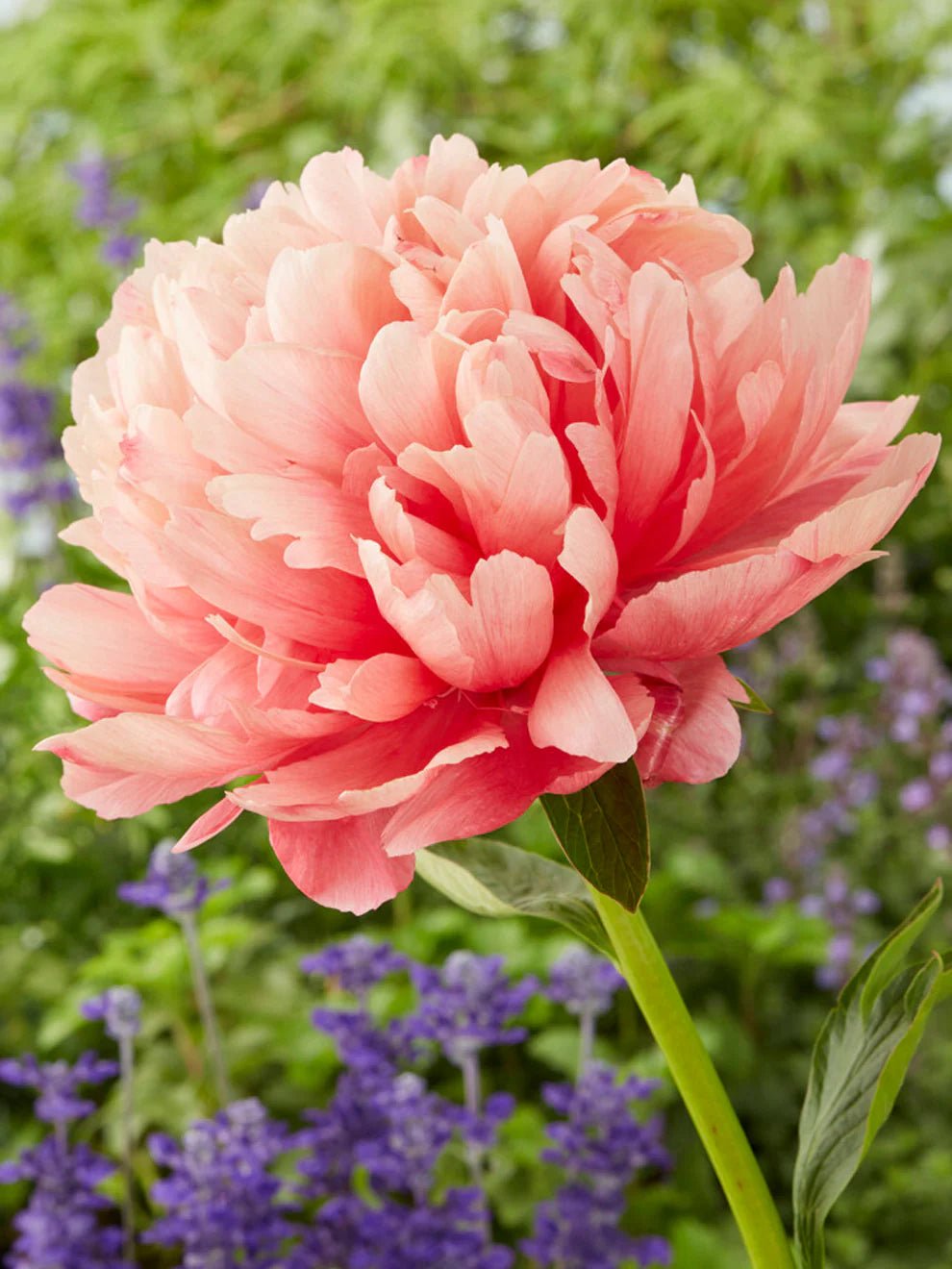 Lorelei hybrid peony - Image 2