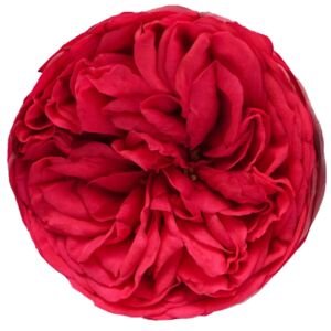 Piano Garden Rose (12 Stems)