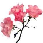 Pink Butterfly Spr Garden Rose (12 Stems) - Image 2