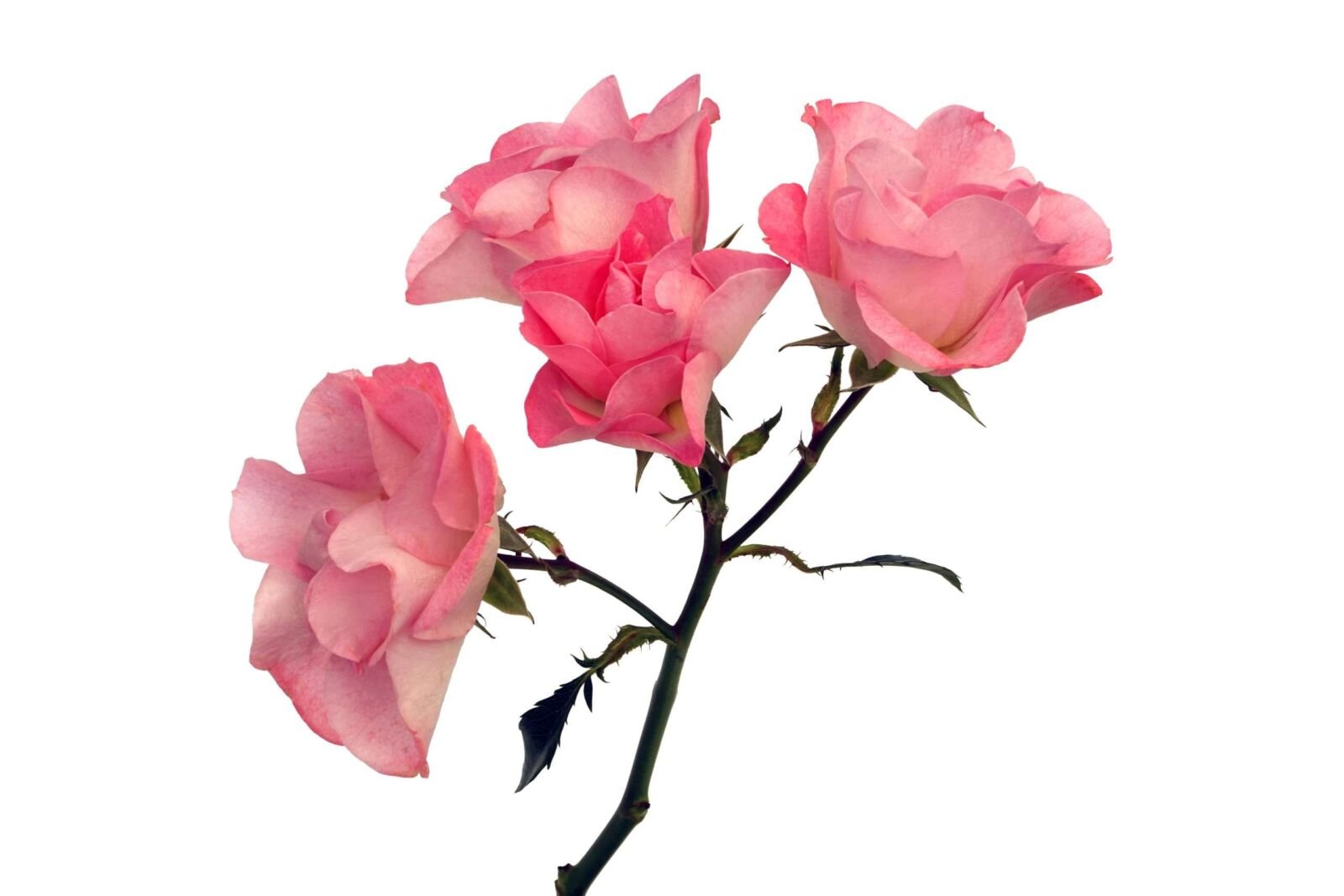 Pink Butterfly Spr Garden Rose (12 Stems)
