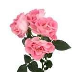 Pink Butterfly Spr Garden Rose (12 Stems) - Image 3