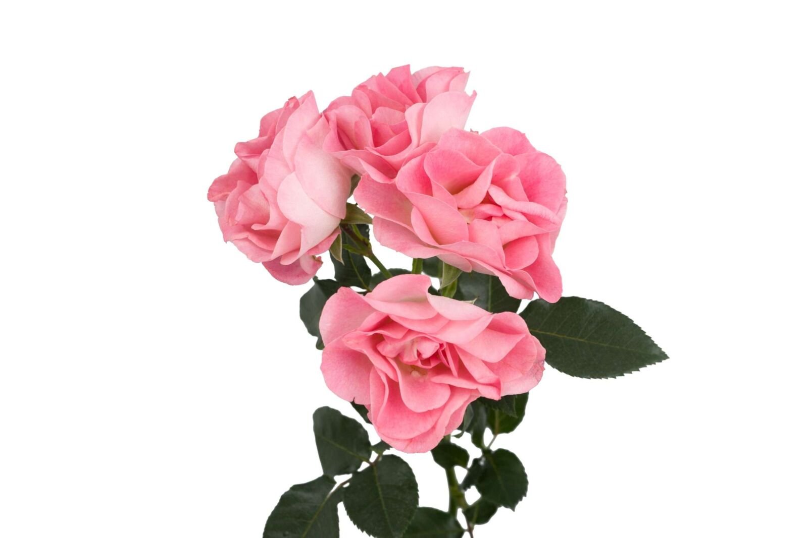 Pink Butterfly Spr Garden Rose (12 Stems) - Image 4