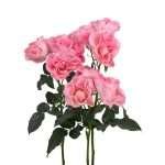 Pink Butterfly Spr Garden Rose (12 Stems) - Image 5