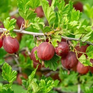Pixwell Gooseberry