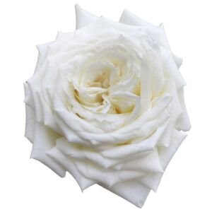 Princess Alina Garden Rose (12 Stems)