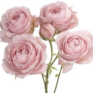 Princess Fairy Kiss Pink Spr Garden Rose (12 Stems)