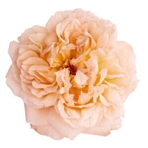 Princess Holly's Hope Garden Rose (12 Stems)