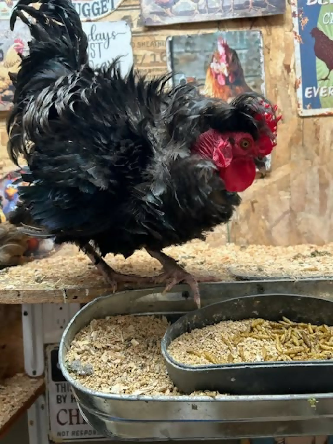 Free hen and rooster duo - Image 4