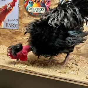 Free mixed frizzle X turken rooster for a good home