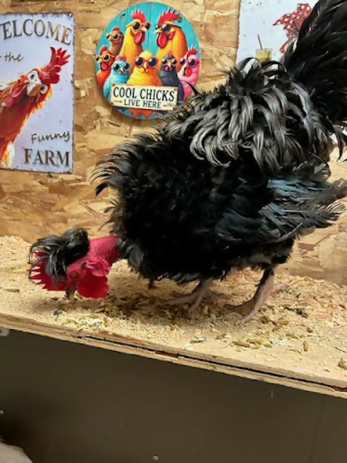 Free hen and rooster duo - Image 2