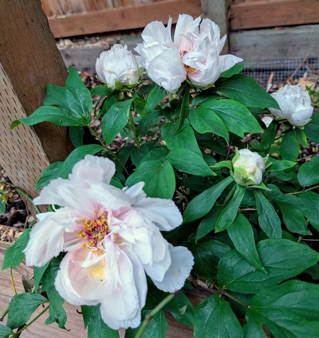 Random and lost tag large flower tree peony - Image 13