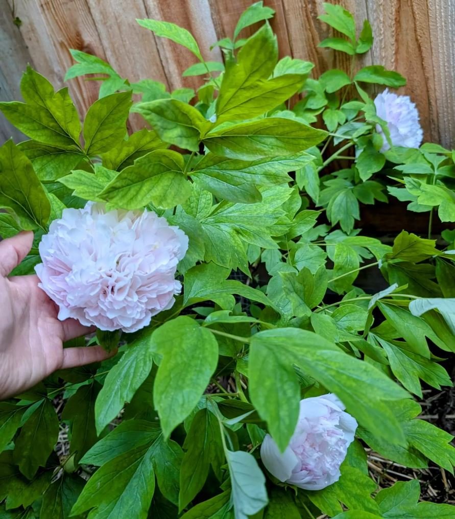 Random and lost tag large flower tree peony - Image 10