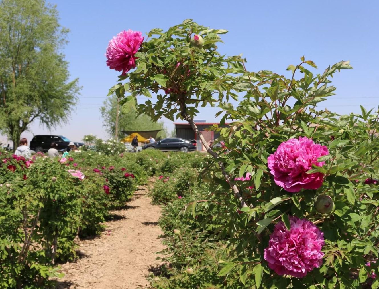 Random and lost tag large flower tree peony with flowers - Image 16